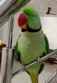 Lost Alexandrine