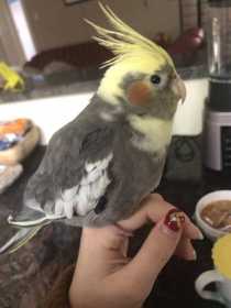 Lost Cockatiel