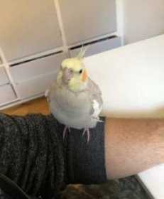 Lost Cockatiel