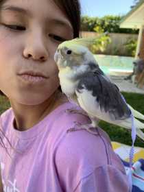 Lost Cockatiel