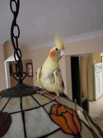 Lost Cockatiel