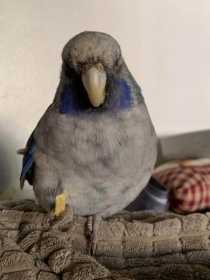 Lost Rosella