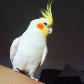 Lost Cockatiel