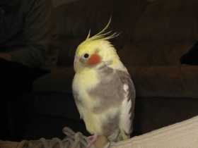 Lost Cockatiel