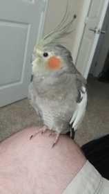 Lost Cockatiel