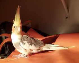 Lost Cockatiel