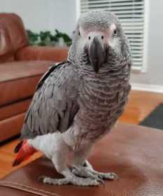 Lost African Grey
