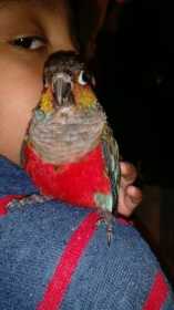 Lost Conure