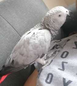 Lost African Grey