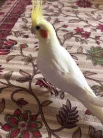 Lost Cockatiel