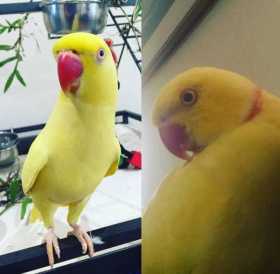 Lost Indian Ringneck Parakeet