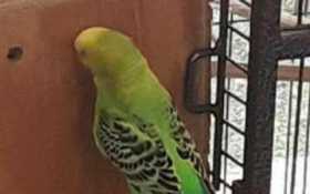 Lost Budgerigar