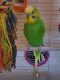 Lost Budgerigar
