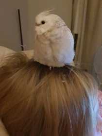 Lost Cockatiel