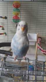 Lost Budgerigar