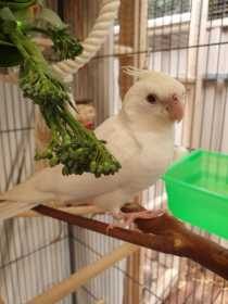 Lost Cockatiel