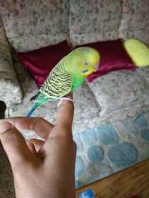 Lost Budgerigar