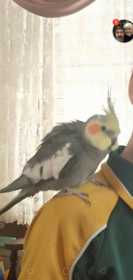 Lost Cockatiel