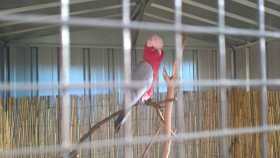 Lost Galah Cockatoo