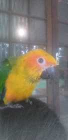 Lost Conure