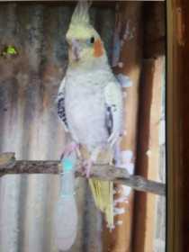Lost Cockatiel