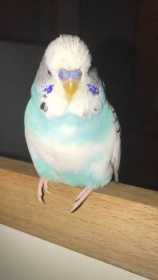 Lost Budgerigar