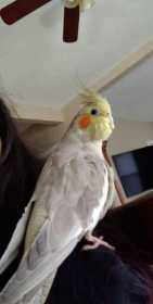 Lost Cockatiel