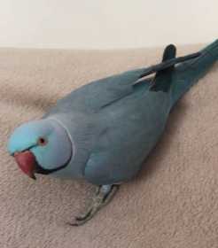 Lost Indian Ringneck Parakeet