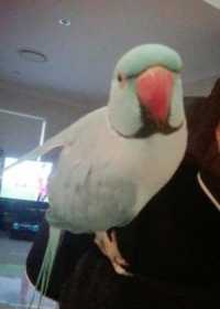 Lost Indian Ringneck Parakeet