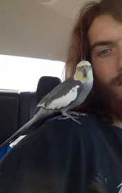 Lost Cockatiel