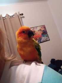 Lost Conure