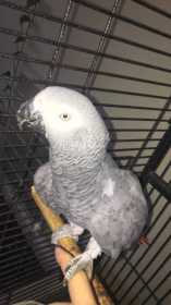 Lost African Grey