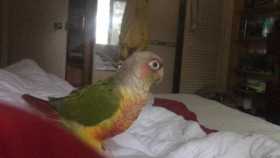 Lost Conure