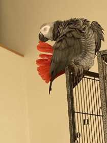 Lost African Grey