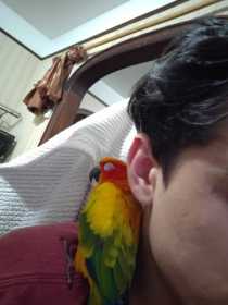Lost Conure
