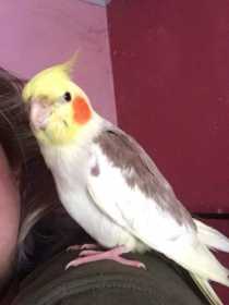 Lost Cockatiel