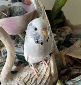 Lost Budgerigar