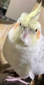 Lost Cockatiel