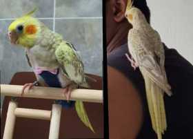 Lost Cockatiel