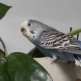 Lost Budgerigar