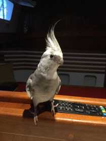 Lost Cockatiel