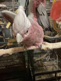 Lost Galah Cockatoo