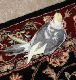 Lost Cockatiel