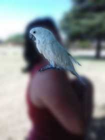 Lost Cockatoo