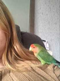 Lost Lovebird