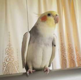 Lost Cockatiel