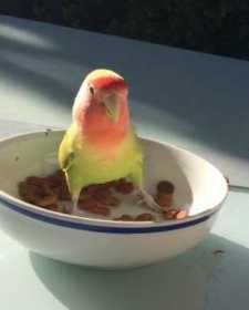 Lost Lovebird