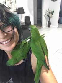 Lost Macaw