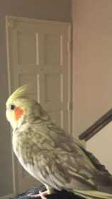 Lost Cockatiel