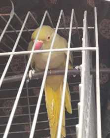Lost Rose Ringed Parakeet